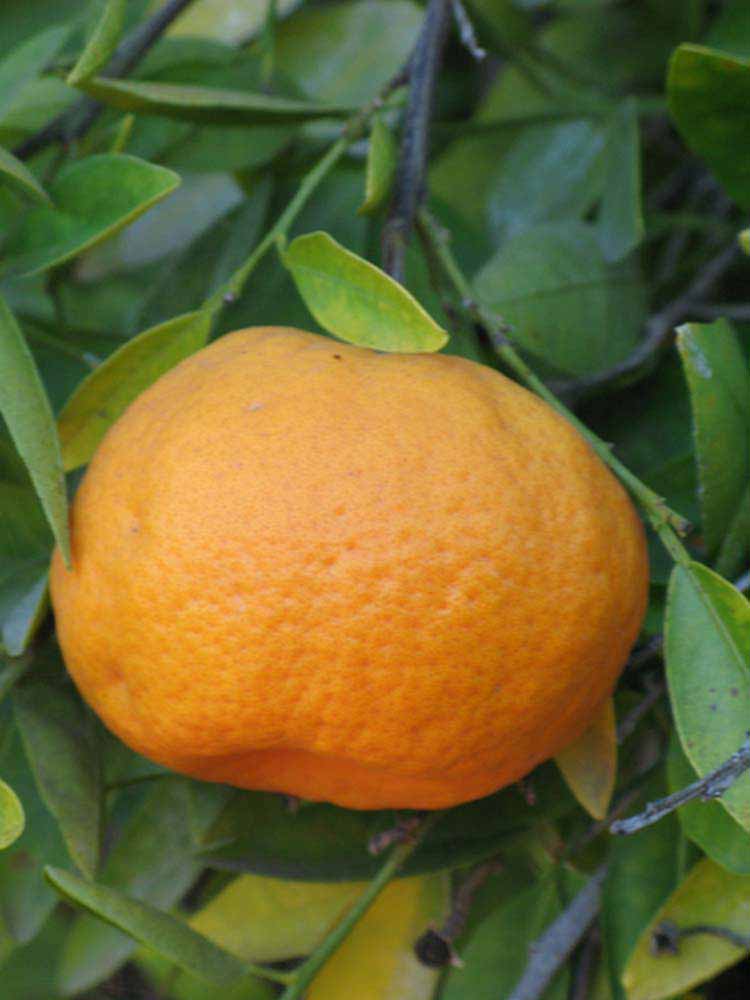            Fruit of  Citrus reticulata         (Bower, Riverside, CA)   